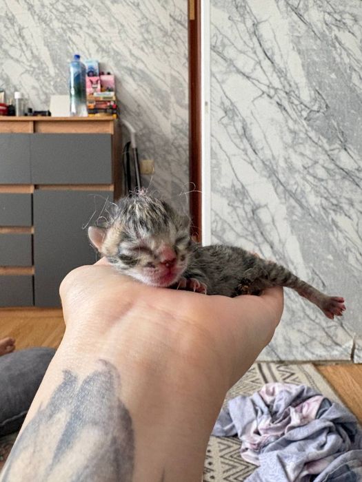 Отдам котенка в добрые руки