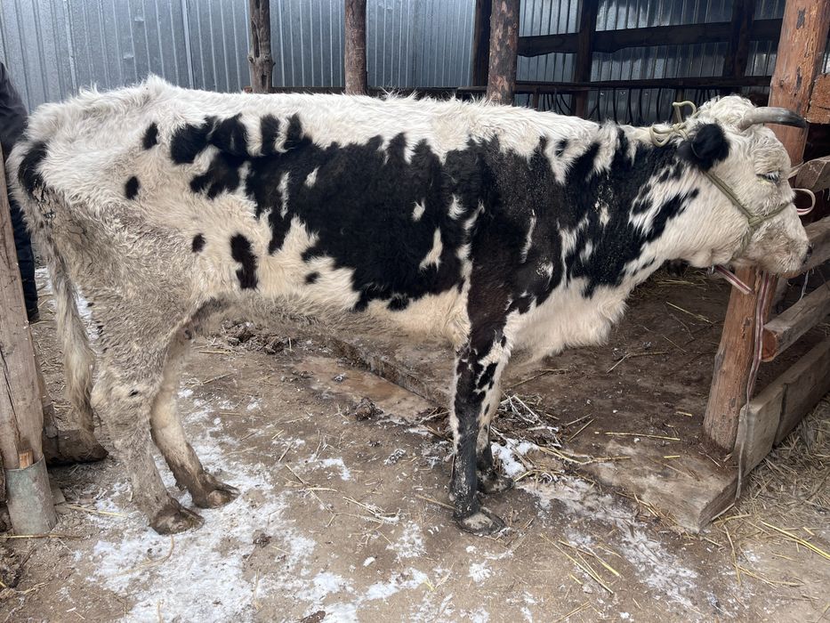 Уш туган сиыр кысыр