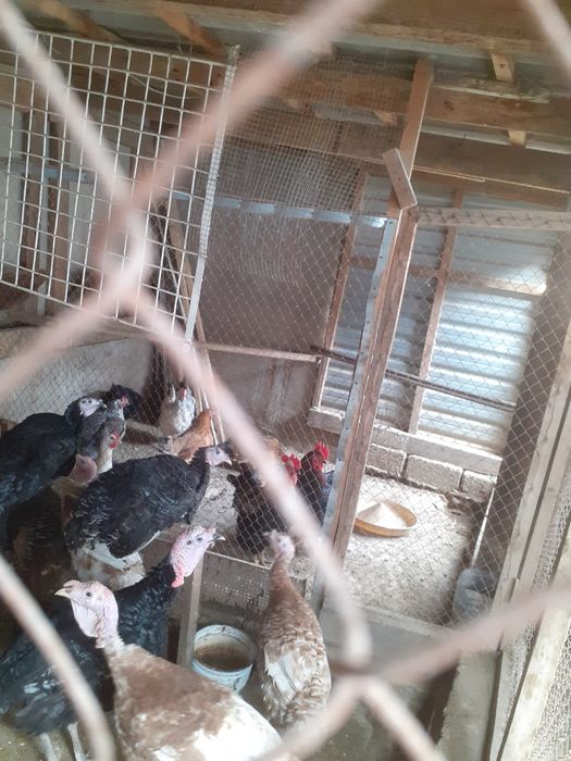 Продаю домашних петухов количество 4 штук