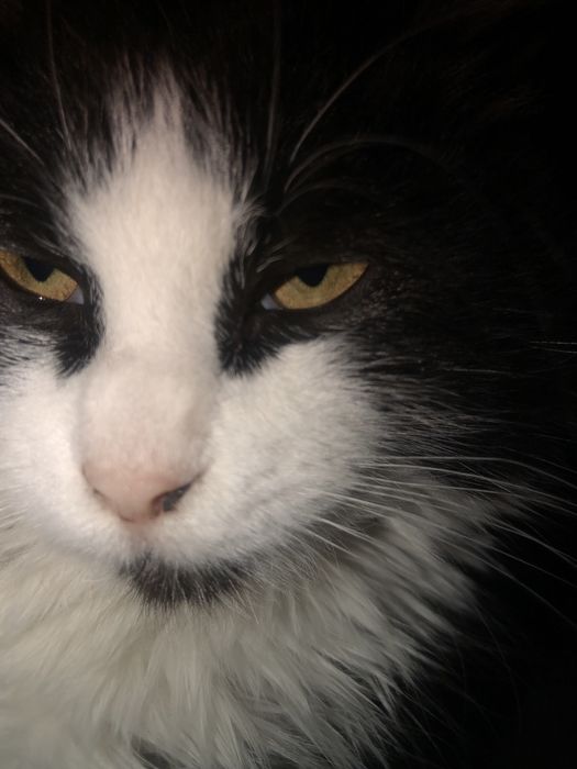 Отдам в добрые руки