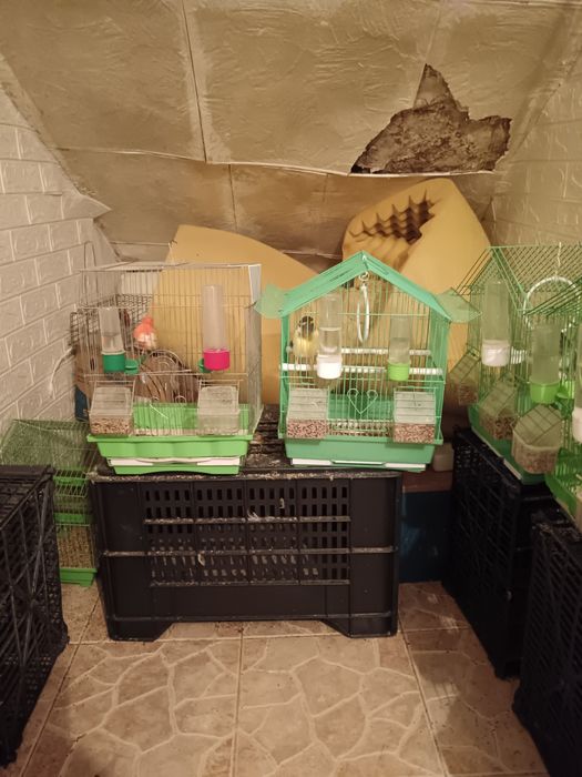 Канарчетата за продан