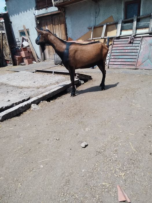 Tapi alpin rasa pura
