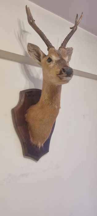 Чучело головы "Касули"