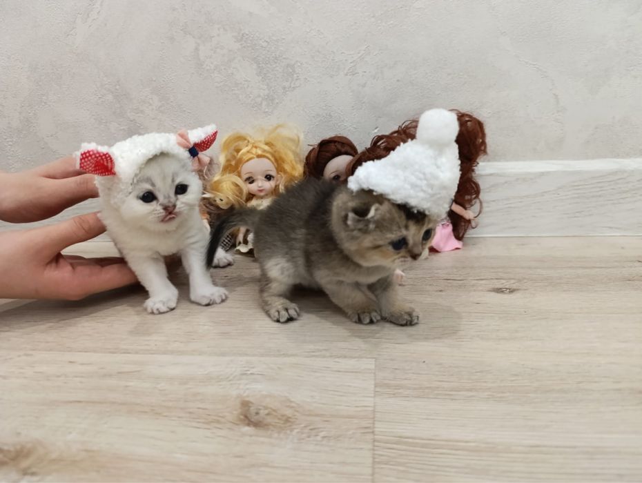 Шотландские шиншиллы