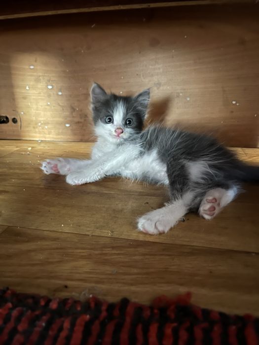 Домашный котёнок