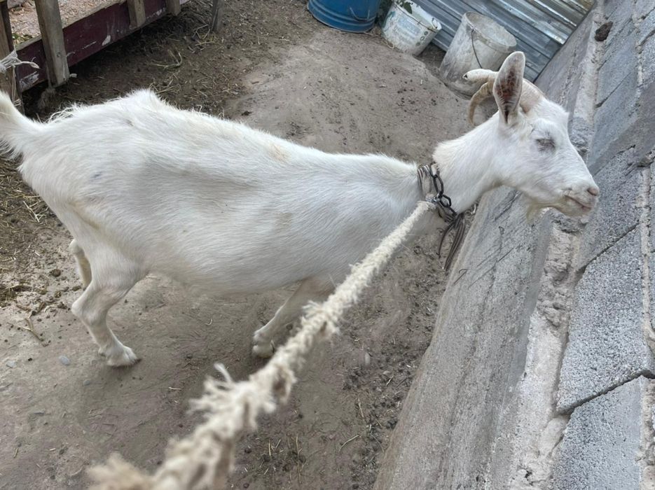 Занин ешки сатылад