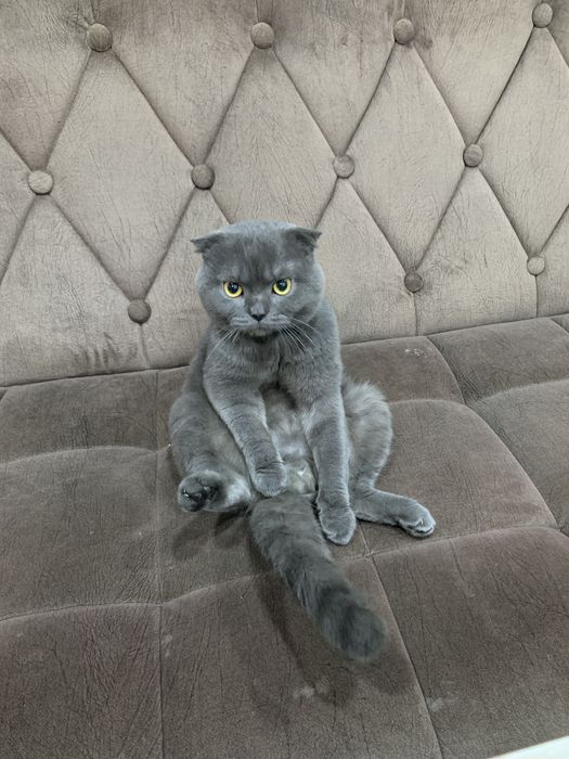 Скоттиш фолд, Scottish Fold