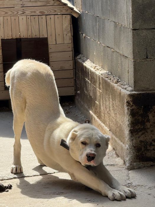 Щенок 1,5 месяца