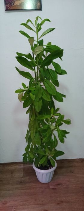 Продам крупномеры