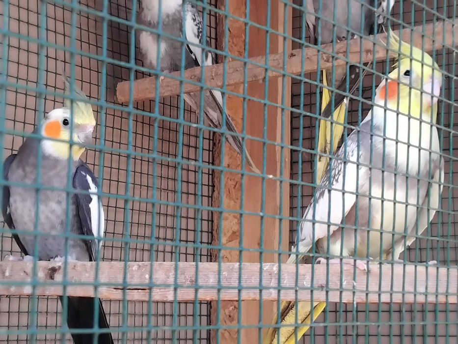 Pereche papagali Nimfă