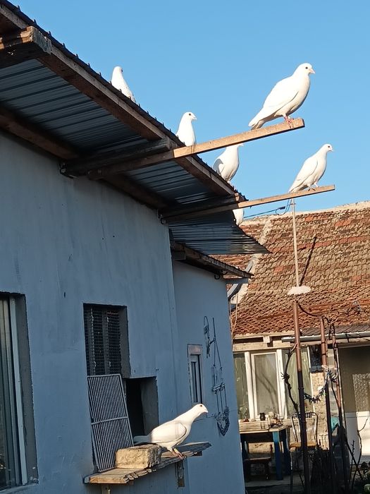 Porumbei voiajori albi