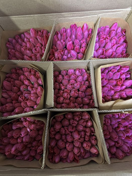 Тюльпаны 8 марта