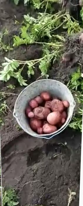 Продам дачу Железобетонщик