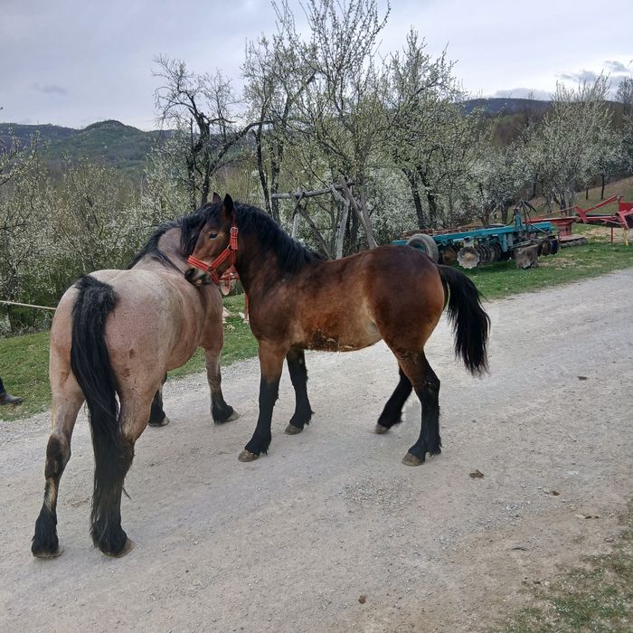 Vând iapa și mânză