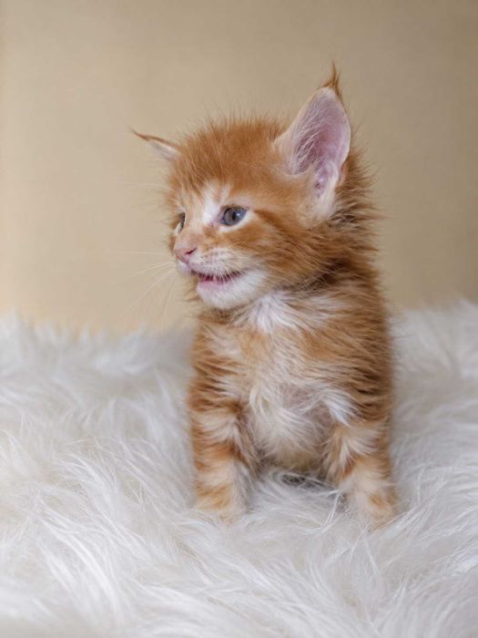 Pui de Maine Coon