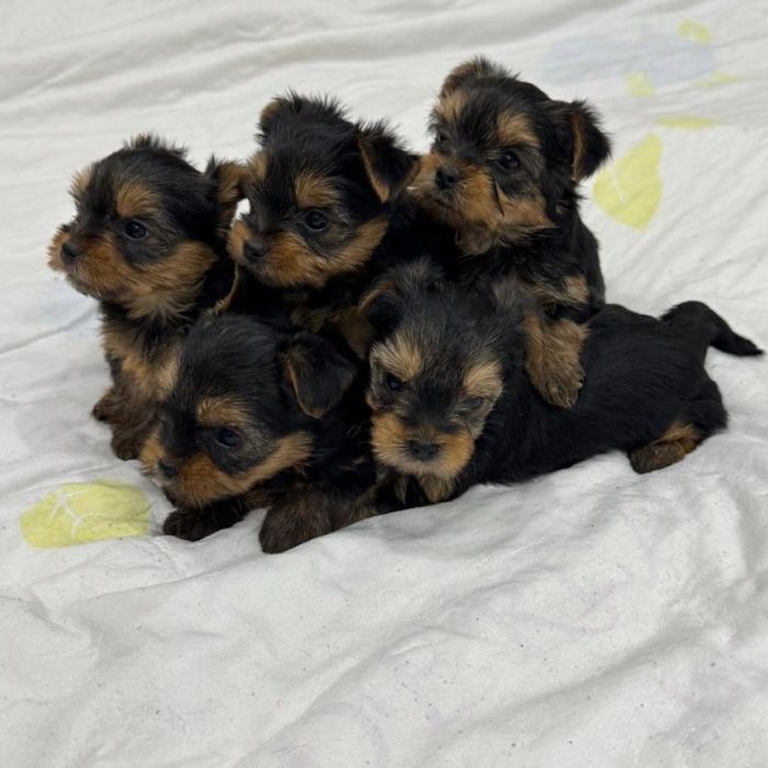 Йоркширский терьер