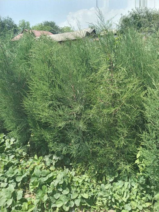 Можжевельник кучатлари сотилади