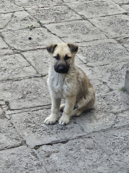 Подарявам малки кученца