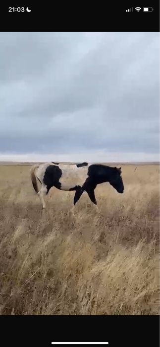 Айғыр сатылады