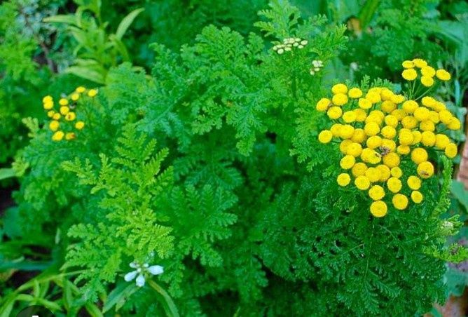 Цветы многолетки