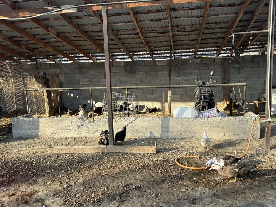 Продам курей уток