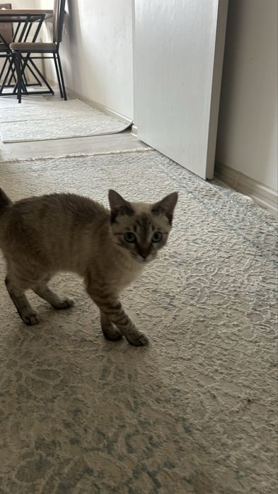 Отдам хорошие руки