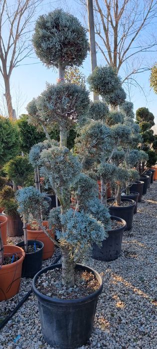 Tuia, photinia,platan, leylandi