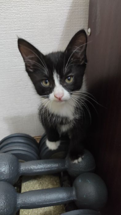 Котята бесплатно