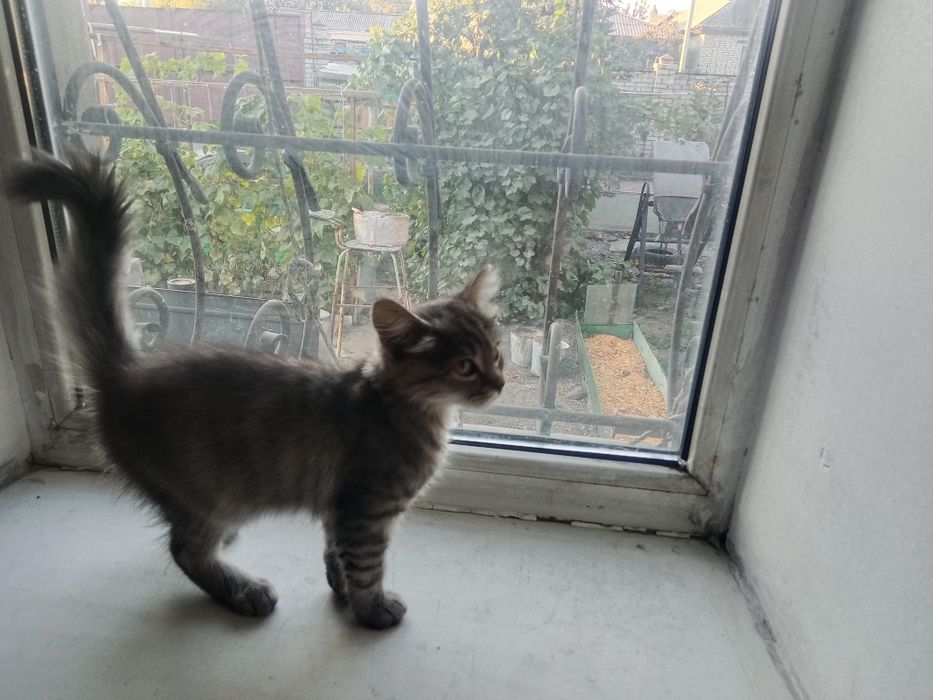 Котенок 4-5 месяц