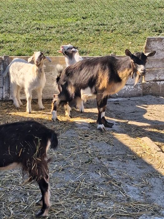 Vand capra cu doi iezi