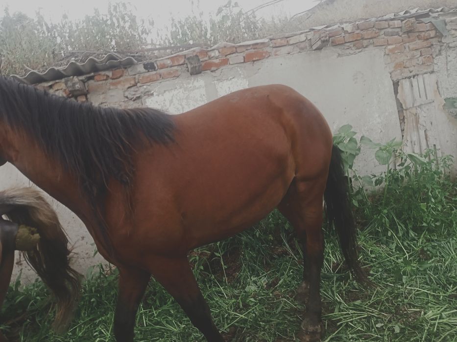 Продам кабылка 5 летка и 4 лет .