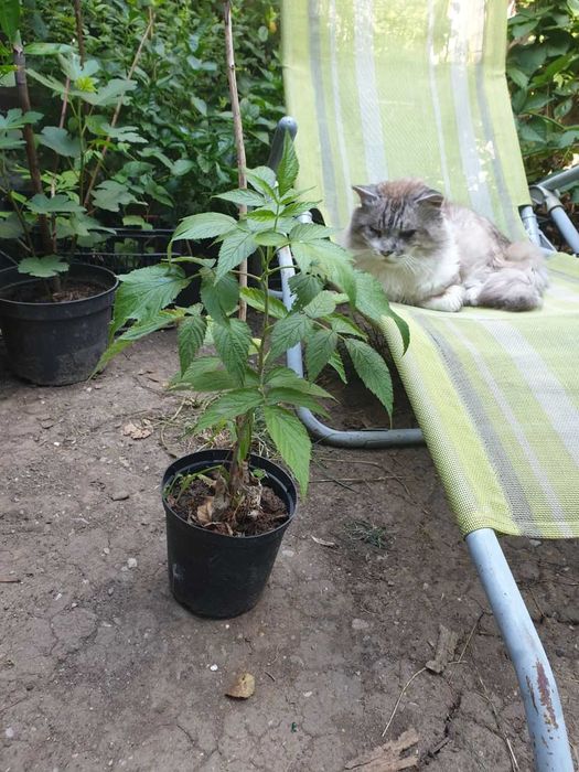 Vand plante si puieti la ghiveci.