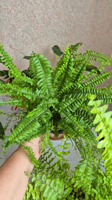 Комнатные цветы разные