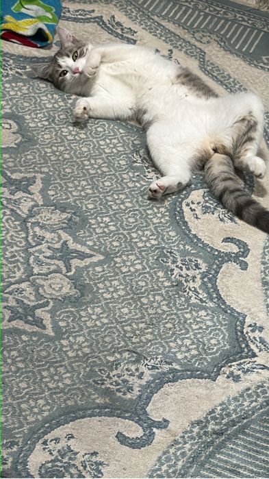 Кошка, котенок девочка