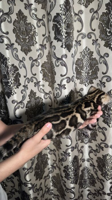 Бенгалы чистокровные