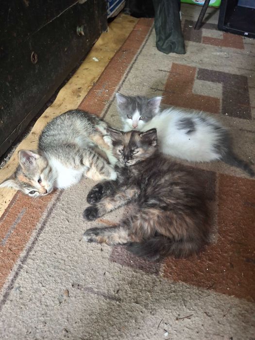 Подарявам котенца