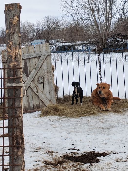 Продам щенка казахской тазы. (девочка)