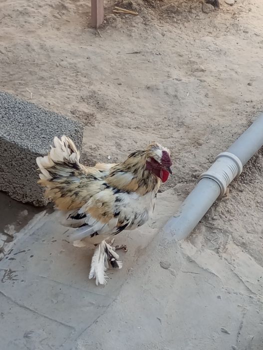 Katta olchamli ayollar bilan porno