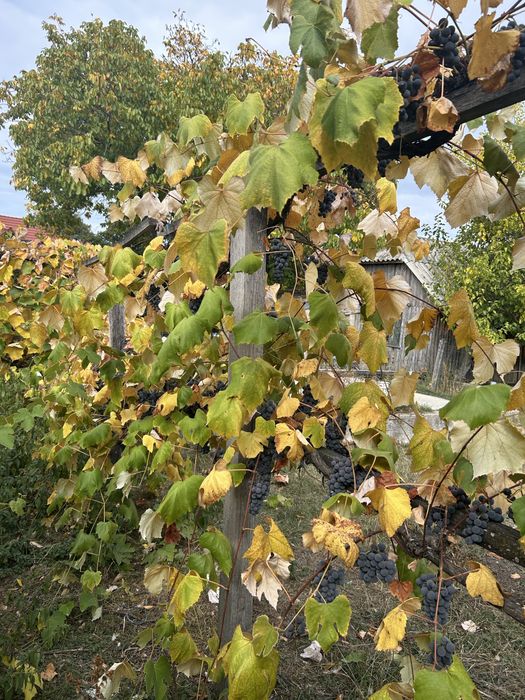 Struguri de vin,Dulci