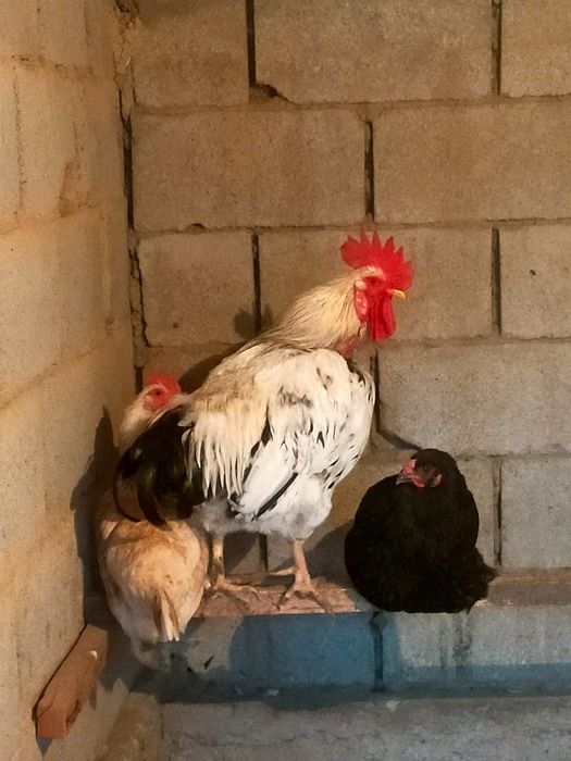 Тауық қораз сатылады