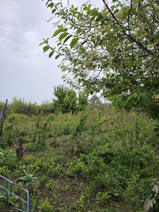 Продам дачу в кооперативе Мелиоратор