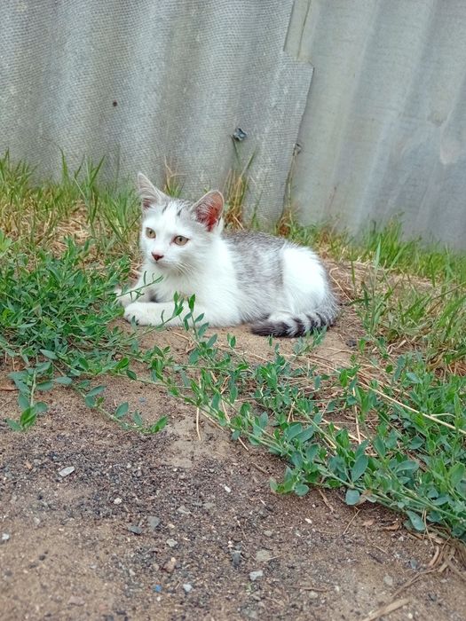 Срочно отдам котёнка