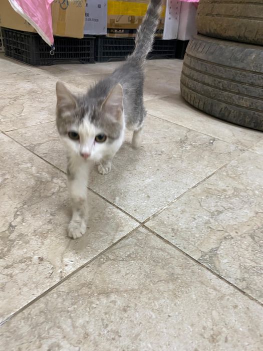 Котёнок девочка!