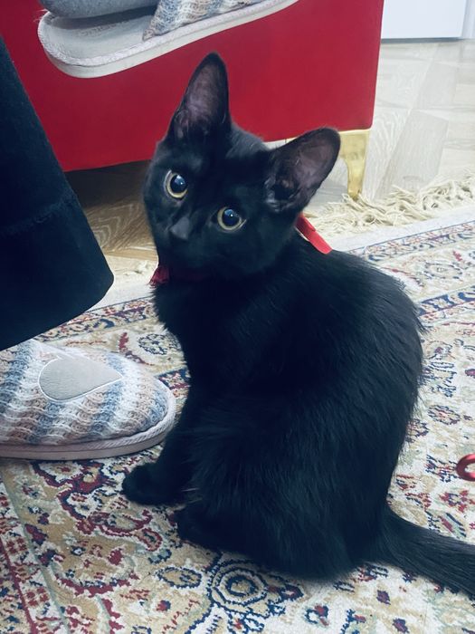 Котенок потерялся