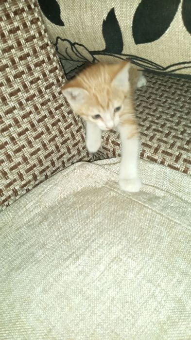 Mushuk tekinga yaxhi qaraydigan insonga