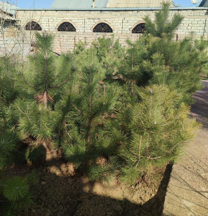 Арча кучатлари  сотилади