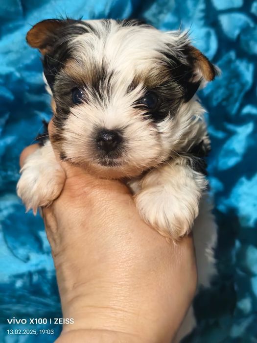 Очаровательные щенки бивера.