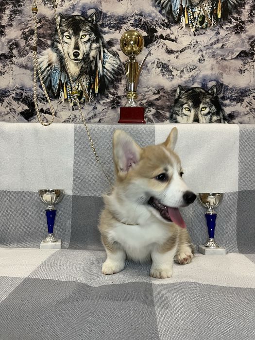 Щенки Вельш Корги Пемброк