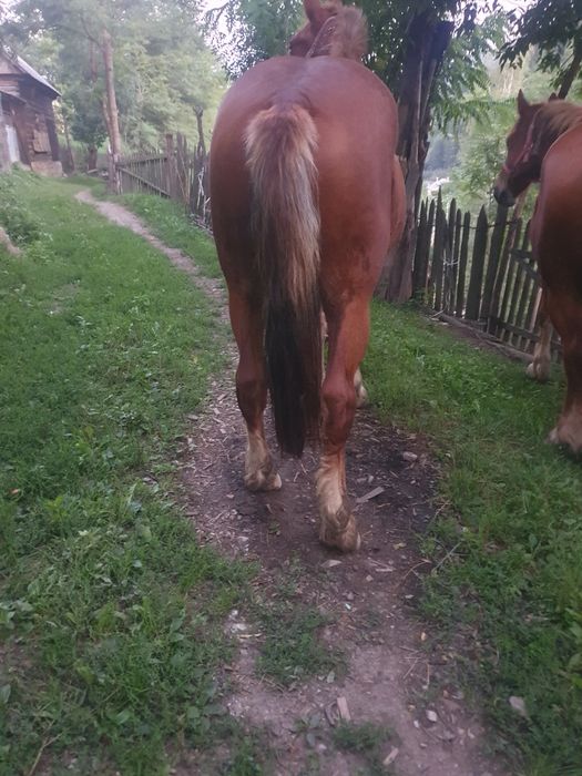 Mânz schimba casa
