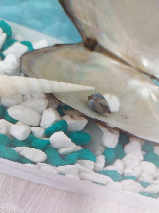 Аквариумные креветки